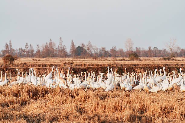 In the winter fields, flocks of wild birds gather to forage, the elegance of the cranes complementing the formations of the geese, showcasing the resilience of life and the rhythm of the seasons.