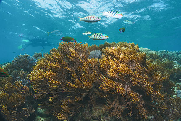 istock Scuba diver observing coral reef and tropical fish 2252680867