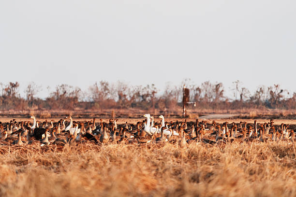 In winter, migratory birds travel south, and swans and geese forage in the fields, creating a touching and beautiful moment of ecological harmony and natural beauty.
