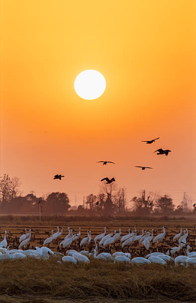 istock White cranes and wild geese fly in the sky at sunset. 2252680959
