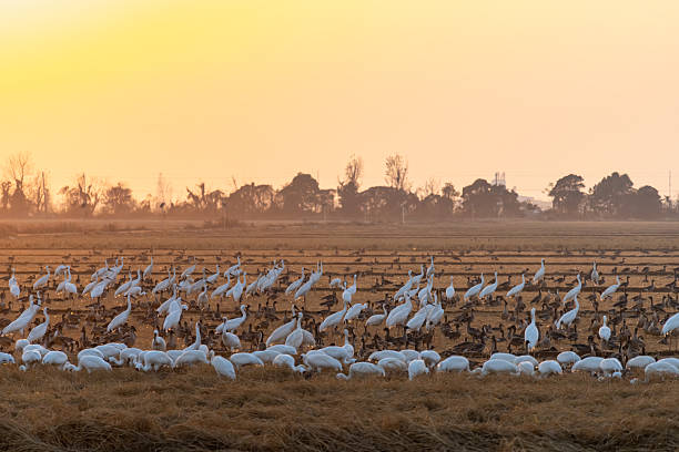Whooping Crane foraging in marsh