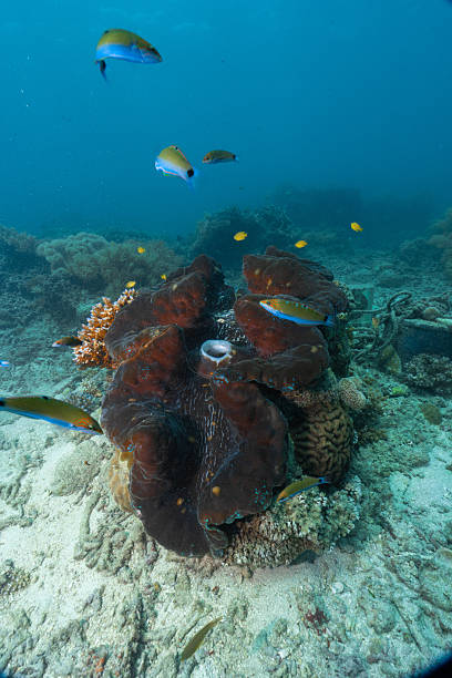 istock Giant clam living on coral reef with fish 2252681045