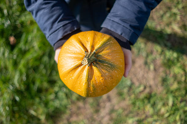 istock Hands Holding Small Pumpkin Outdoors 2252681622