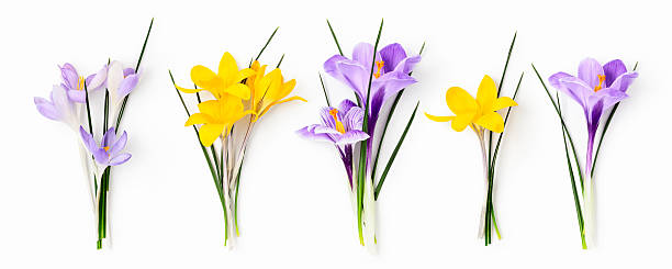 istock Crocus flowers collection isolated on white background. Minimalist botanical banner with purple and yellow blossoms. 2252681628