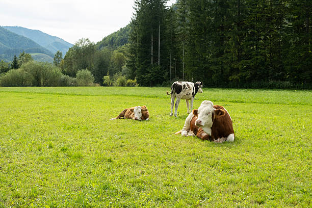 Dairy Cows Resting and Grazing in Scenic Summer Pasture.