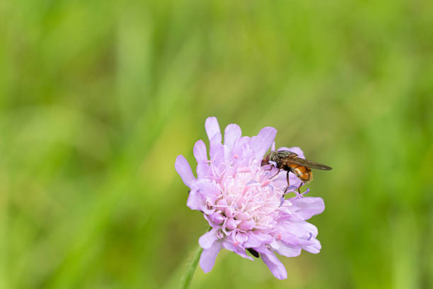 Alpine Fly Pollinates a Wild Mountain Flower in Summer.
