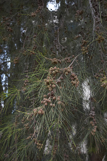istock Casuarina equisetifolia tree close up 2252682727