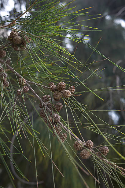 istock Casuarina equisetifolia tree close up 2252682752