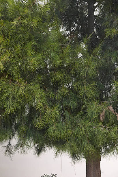 istock Casuarina equisetifolia tree close up 2252682760