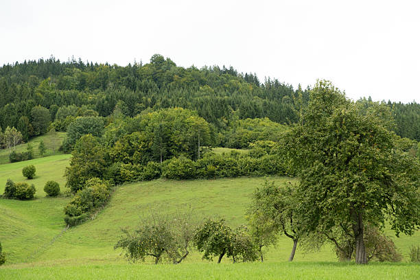 Idyllic Rural Scene, Meadow Grass and Distant Hills.