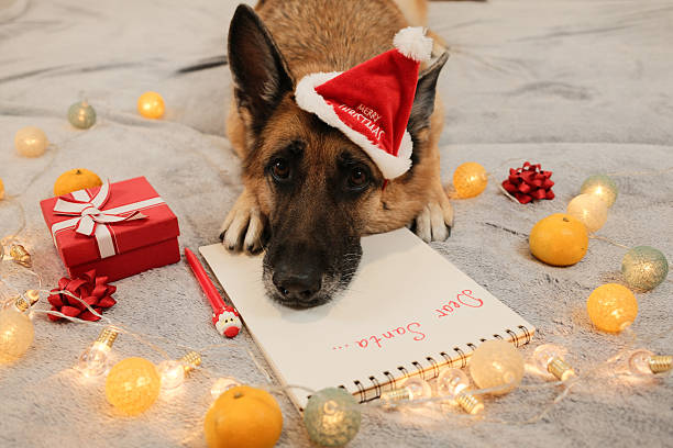 A German Shepherd wearing a small Christmas hat lies with a notebook labeled Dear Santa surrounded by lights and gifts. The scene captures a festive wish list moment with warm holiday decor.