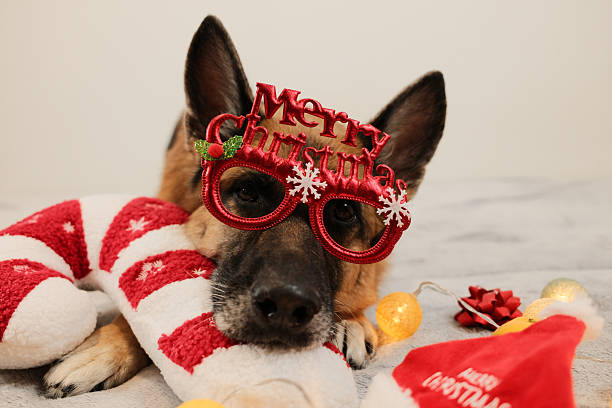 istock A German Shepherd wears Merry Christmas glasses while resting on a red striped pillow among glowing lights and festive decor. The playful portrait highlights holiday charm and warm seasonal spirit. 2252683509