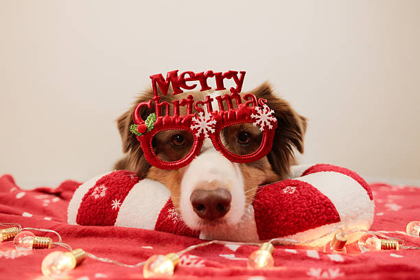 istock Australian Shepherd wearing Merry Christmas glasses looks forward while resting on a red candy cane pillow. Festive portrait conveys joyful warm holiday spirit. 2252683550
