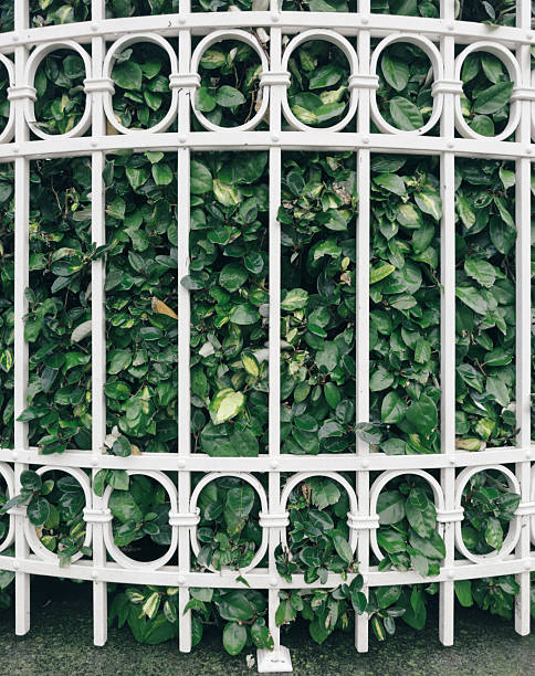 istock White Iron Fence Against Dense Green Hedge 2252683978