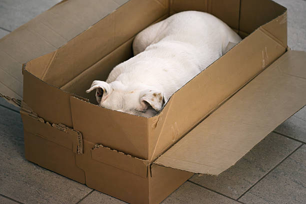 A white bulldog curls tightly inside a worn cardboard box, head tucked out of sight so only her ears and back are visible. The sagging sides of the box emphasize how snugly she fits, creating a quiet, humorous scene that blurs the line between hiding and simply falling asleep.