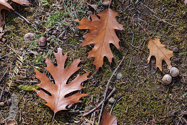 istock Autumn forest oak leaves foliage landscape. 2252684515
