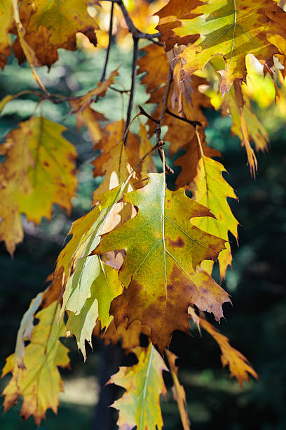 istock Autumn forest oak leaves foliage landscape. 2252684535