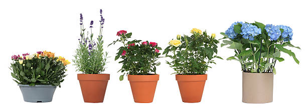 istock Beautiful potted flowers isolated on white, set 2252684651