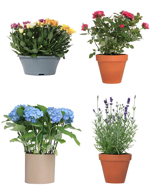 istock Beautiful potted flowers isolated on white, collage 2252684652