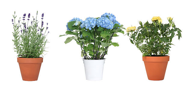 istock Beautiful potted flowers isolated on white, set 2252684653