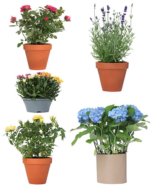istock Beautiful potted flowers isolated on white, collage 2252684657