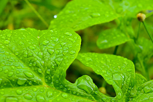 Rainwater on green leaves
