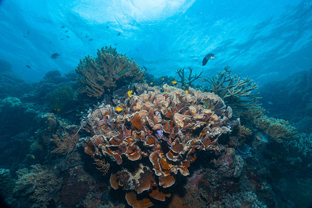 istock Vibrant coral reef thriving with marine life underwater 2252685596