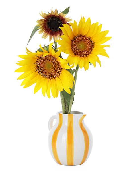 istock Beautiful sunflowers in jug on white background 2252686064