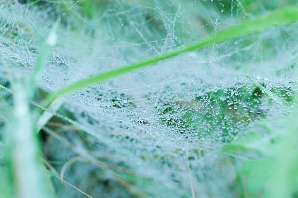 Macro View of Spider Web with Morning Dew Drops.