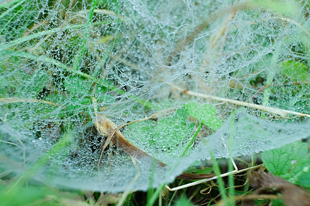 Delicate Cobweb Glistening with Water Droplets on Green Grass.