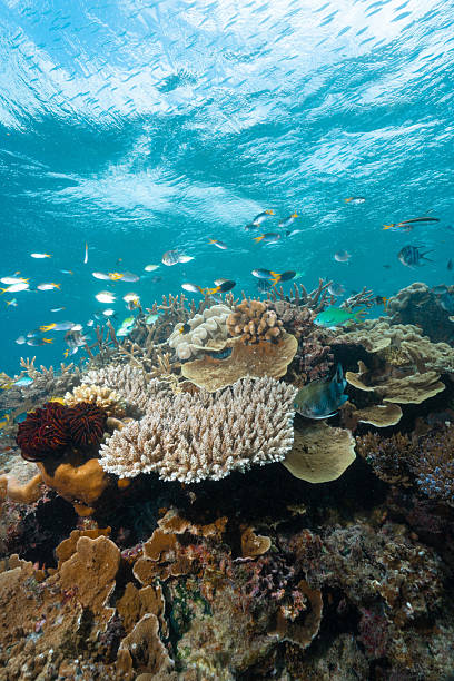 istock Vibrant coral reef teeming with diverse marine life 2252686142