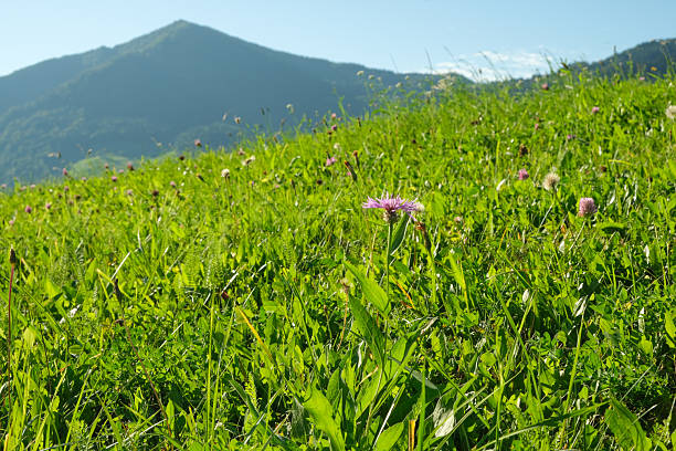 istock Green alpine meadow, fresh grass and flowers in summer. 2252686148