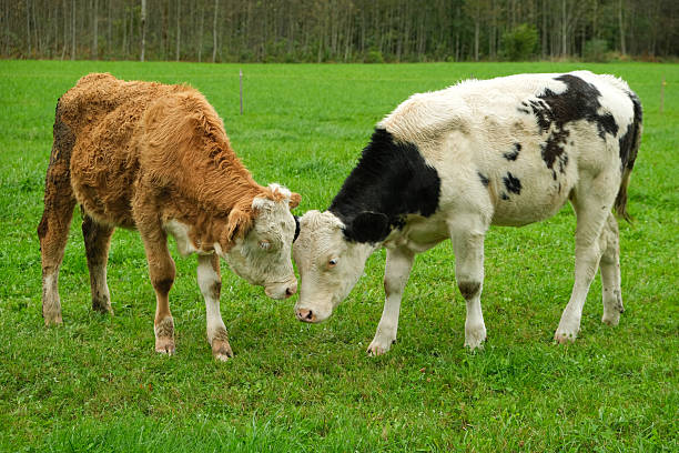 Curious cattle move together across vibrant pastureland, displaying playful interest and natural herd behaviour within an agricultural landscape