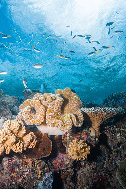 istock Underwater coral reef ecosystem with school of fish 2252686333