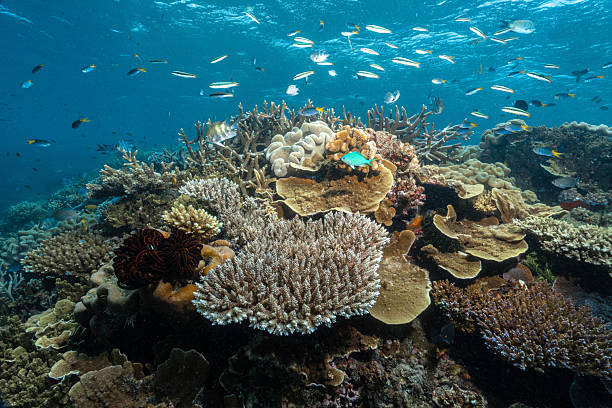 istock Coral reef thriving with diverse fish and marine life 2252686473