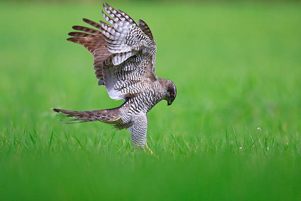 istock Goshawk Accipiter gentilis  in a field 2252686573