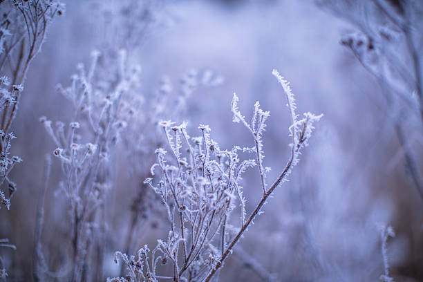 Frozen wild grass stems and twigs are encrusted in white hoarfrost against a soft lavender background. Fine ice crystals are visible on every surface, highlighting the cold, still atmosphere of a misty winter morning.