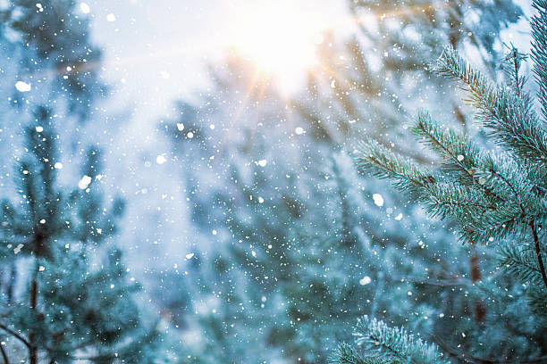 istock Low Angle View of Snowing Pine Forest with Bright Sun Shining Through the Canopy and Tall Trees Against a Cold Blue Sky 2252686637