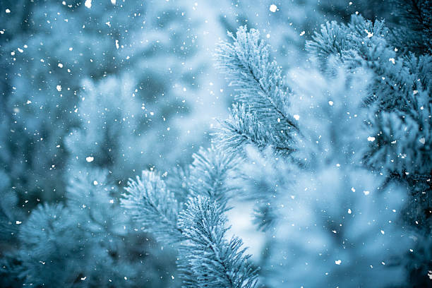 istock Evergreen Conifer Branches Covered in White Frost and Snow During a Winter Snowfall with Blue Tones and Blurred Background 2252686643