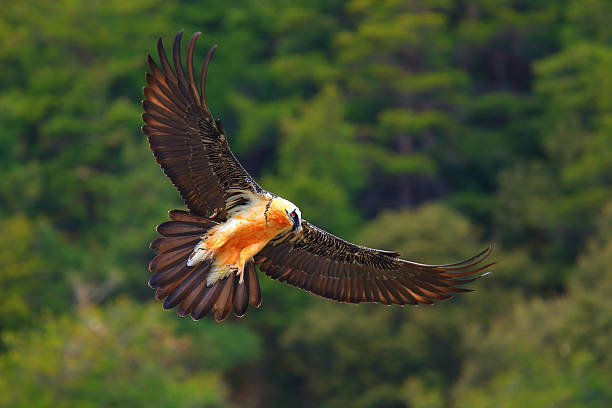 istock Bearded vulture Gypaetus barbatus flying 2252686758