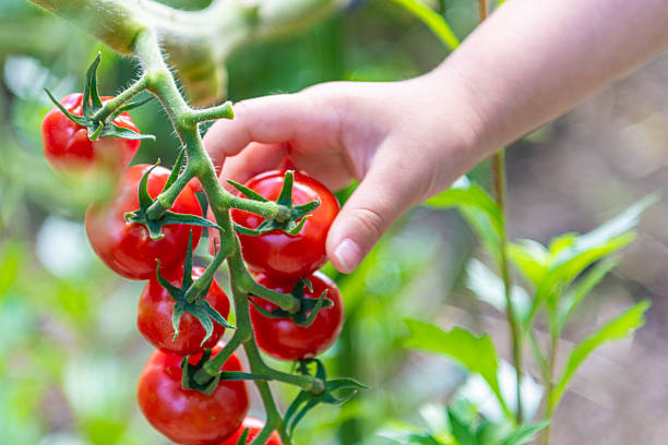 istock A child's hand picking cherry tomatoes 2252687226