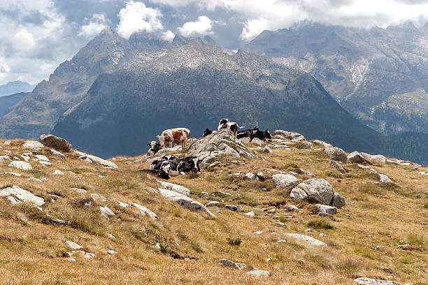 Alps, mountains, Italy, summer, rocky, peaks, clouds, panorama, horizon, cows, pasture