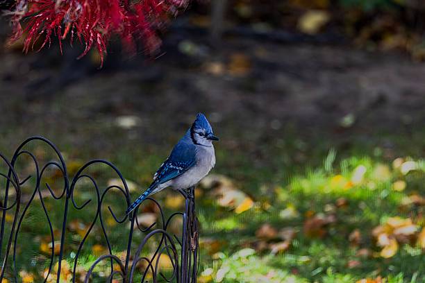 A vibrant blue jay perched on a decorative fence with blurred autumn foliage in the background.
