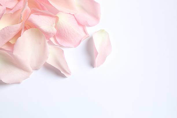 Rose petals. YOU MIGHT ALSO LIKE: