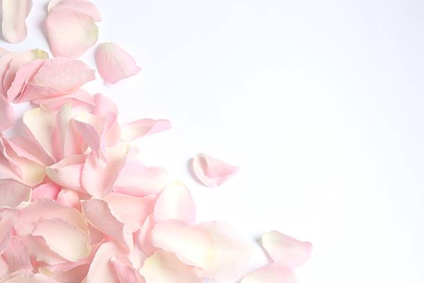 istock Pink rose petals on white background 2252690010