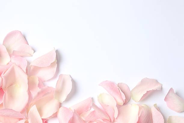 istock Pink rose petals on white background 2252690026