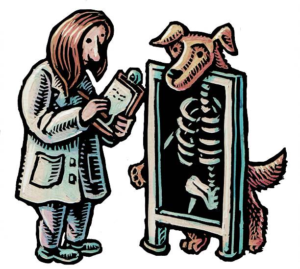 woman veterinarian looking at a dog standing behind an xray screen to see his bones
