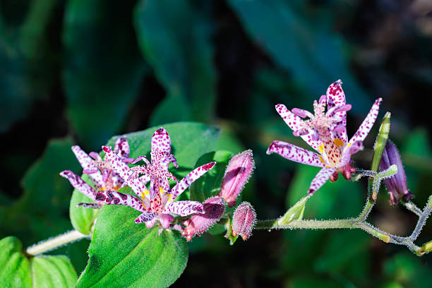Toad lily flowers bloom beautifully in the shade.