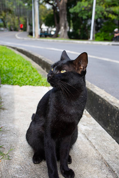A black Bombay cat sitting on the sidewalk and looking up