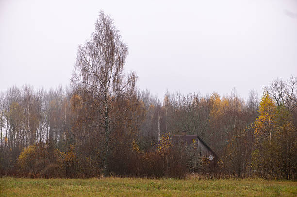 An autumn meadow with a tall birch tree and a small wooden barn partially hidden by shrubs, surrounded by muted forest colors in rural Latvia.